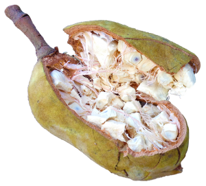 almaye-ingredient-baobab
