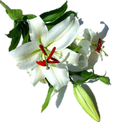 almaye-ingredient-fleur-de-lys