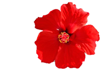 almaye-hibiscus