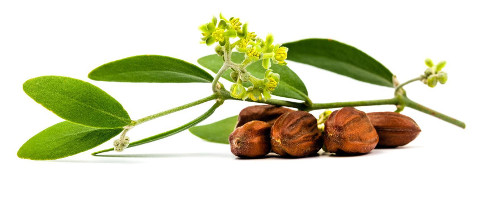 almaye-ingredient-jojoba